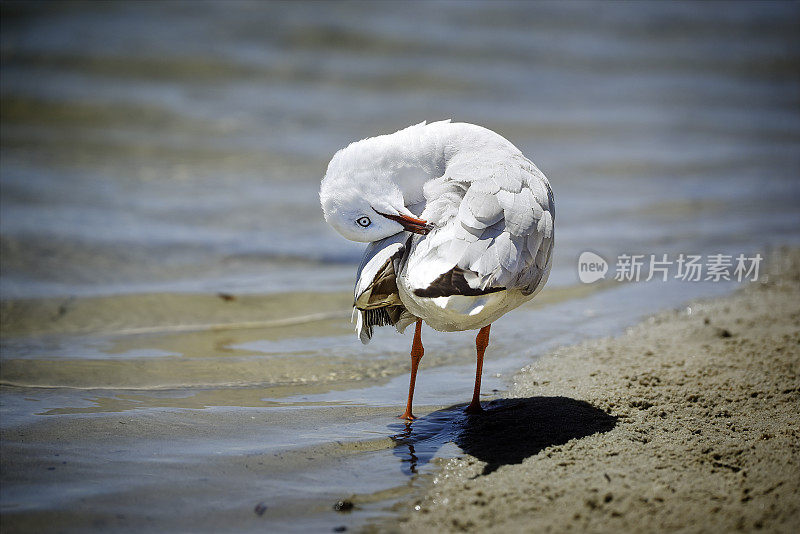 银鸥(学名:Chroicocephalus novaehollandae)